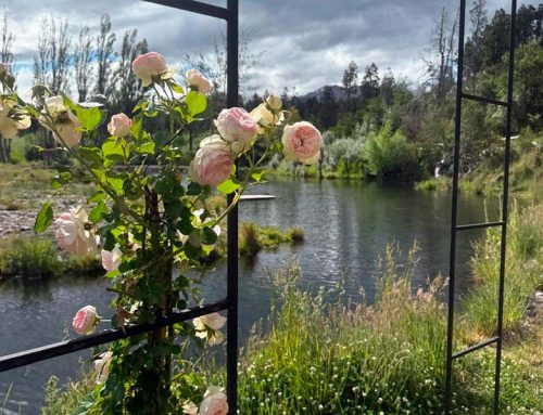 Rosas