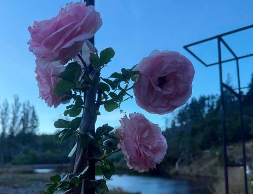 Variedad de Rosas